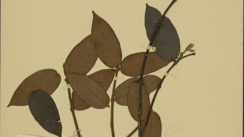 Cây Lạc thạch lông gỉ. Trachelospermum dunni - Cây Thuốc Nam Quanh Ta